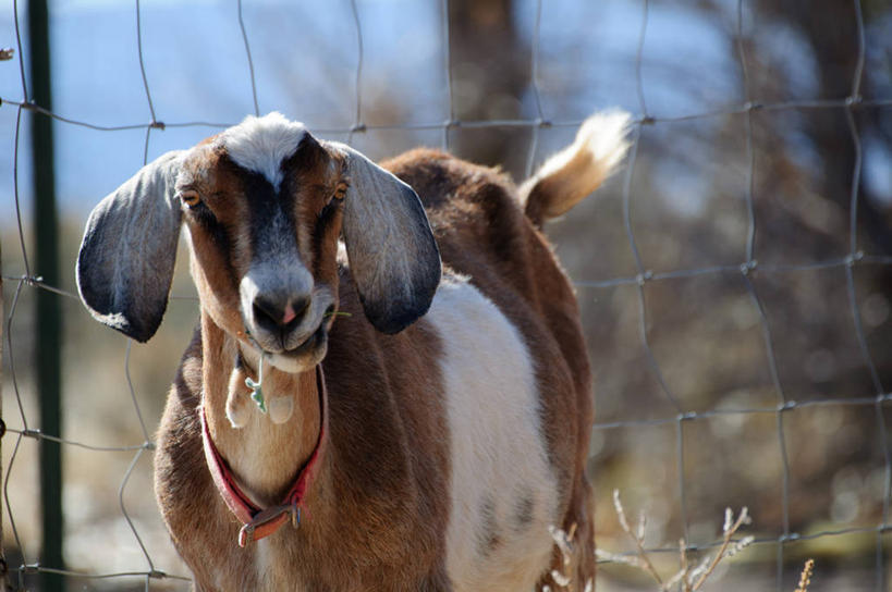 无人,站,横图,室外,特写,白天,美国,栅栏,草,动物,家畜,摄影,牲畜,犹他,咀嚼,山羊,彩图