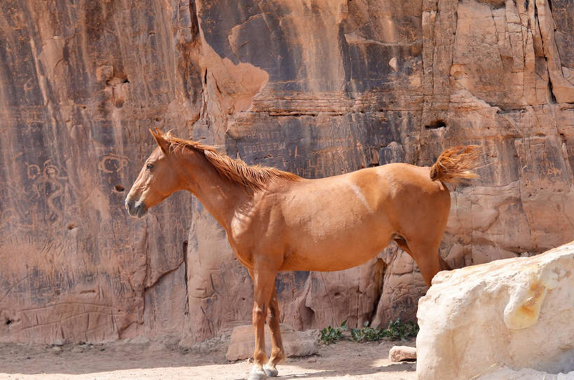 无人,站,横图,室外,白天,侧面,马,野生动物,日光,美国,阴影,红色,动物,家畜,运输,摄影,牲畜,巨大,庞大,岩层,宏大,硕大,伟大,岩石,彩图