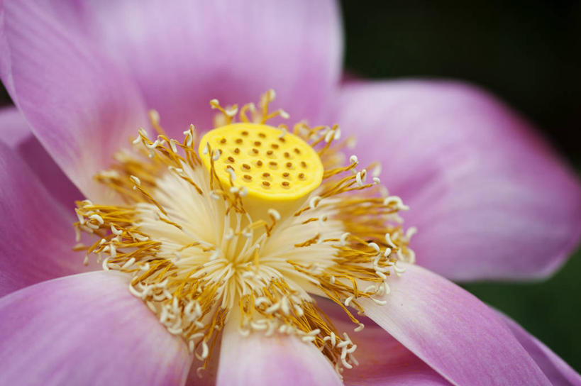无人,横图,室外,特写,白天,莲花,澳大利亚,盛开,花蕾,花,花瓣,花朵,鲜花,一朵,粉色,黄色,自然,花苞,花蕊,摄影,脆弱,清新,花粉,昆士兰州,汤斯维尔,彩图