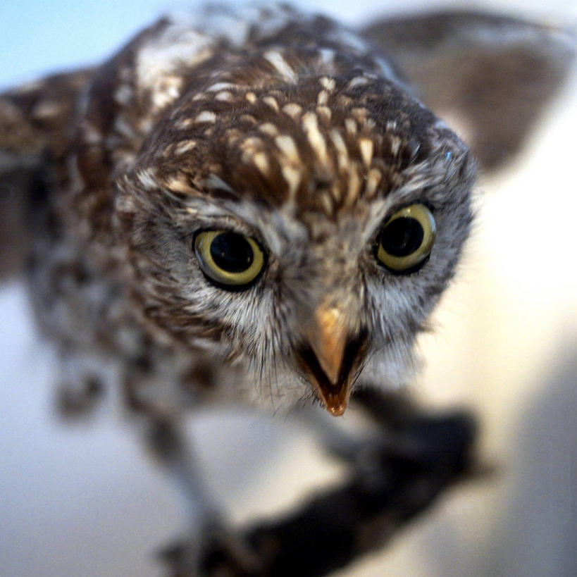 无人,方图,室外,特写,白天,猫头鹰,野生动物,法国,鸟类,摄影,肖像,昂热,彩图