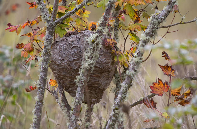 无人,横图,室外,特写,白天,野生动物,叶子,美国,鸟巢,树,自然,摄影,宁静,脆弱,干的,俄勒冈州,嫩枝,秋天,彩图,马蜂窝