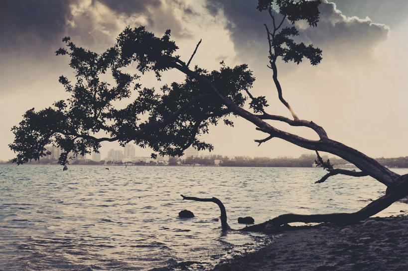 无人,横图,室外,白天,美国,水平线,云,枝,树,天空,自然,摄影,宁静,北美,北美洲,美洲,佛罗里达,佛罗里达州,迈阿密,佛州,阳光州,北亚美利加洲,亚美利加洲,彩图,美利坚合众国