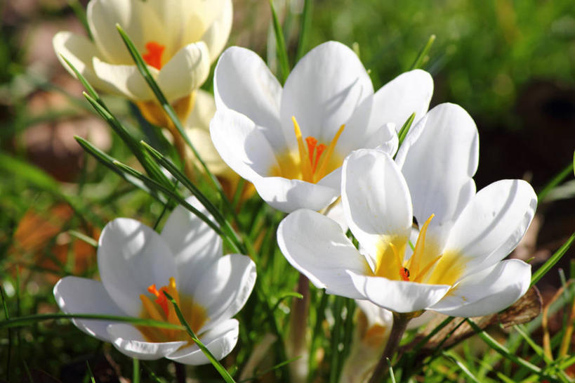 无人,横图,室外,特写,白天,旅游,度假,快乐,美景,英国,景观,田地,娱乐,藏红花,草,花瓣,白色,自然,享受,休闲,景色,放松,摄影,生长,保护,番红花,脆弱,清新,自然风光,西红花,马盖特,彩图