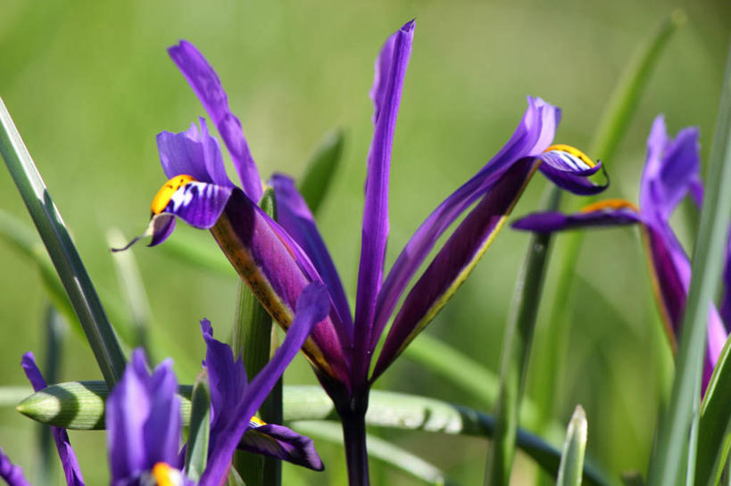 无人,横图,室外,特写,白天,旅游,度假,美景,英国,景观,娱乐,花,花瓣,紫色,自然,享受,休闲,景色,放松,摄影,脆弱,清新,自然风光,马盖特,彩图,矮鸢尾