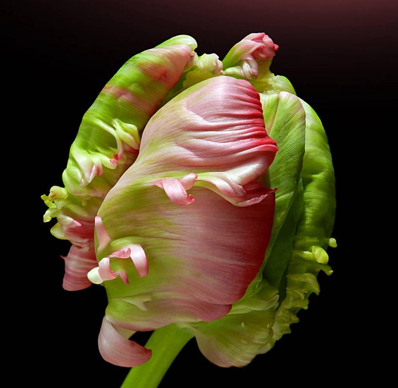 无人,横图,室外,特写,白天,德国,黑色背景,环绕,盛开,缠绕,茎,花蕾,花,花瓣,花朵,鲜花,一朵,花苞,花蕊,摄影,脆弱,鹦鹉郁金香,清新,纠缠,杜塞尔多夫,彩图,卷须