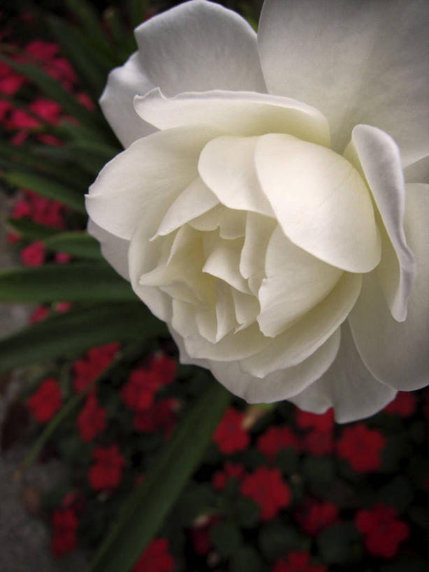 无人,竖图,室外,特写,白天,叶子,美国,花,花瓣,花朵,红色,绿色,白色,自然,摄影,脆弱,清新,加利福尼亚,圣莫尼卡,彩图