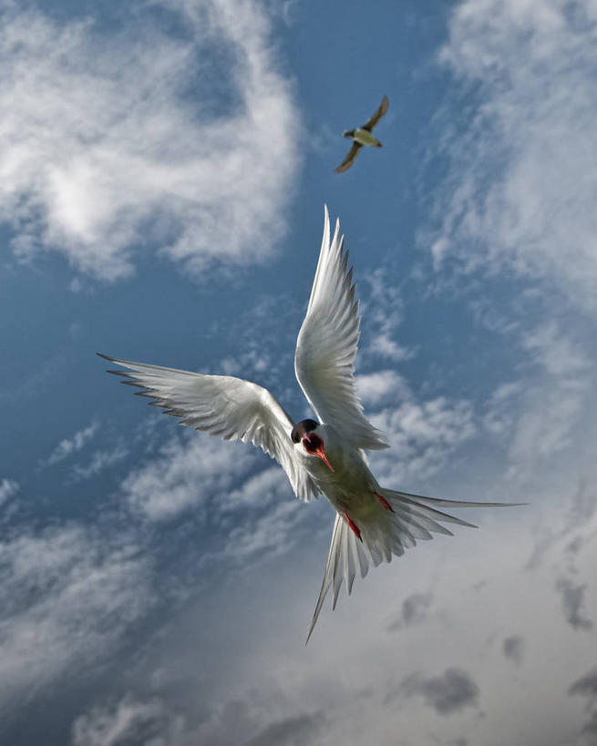 无人,竖图,室外,白天,仰视,自由,多云,野生动物,英国,鸟类,云,半空,飞,天空,动物,两只,摄影,拍打,北极燕鸥,法恩群岛,彩图,低角度拍摄