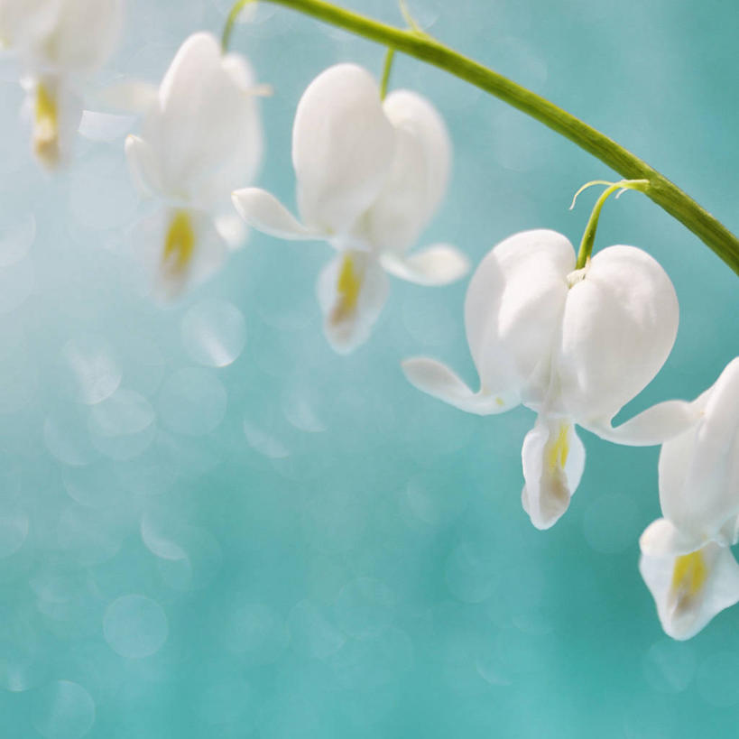 无人,方图,特写,瑞典,茎,花,花瓣,白色,自然,摄影,生长,脆弱,清新,荷包牡丹,彩图,影棚拍摄