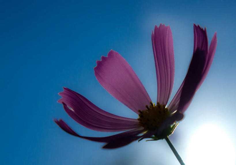 无人,横图,室外,特写,白天,日本,盛开,云,茎,首都,花蕾,花,花瓣,花朵,鲜花,一朵,紫色,天空,花苞,花蕊,摄影,大波斯菊,脆弱,清新,萼片,日野,彩图