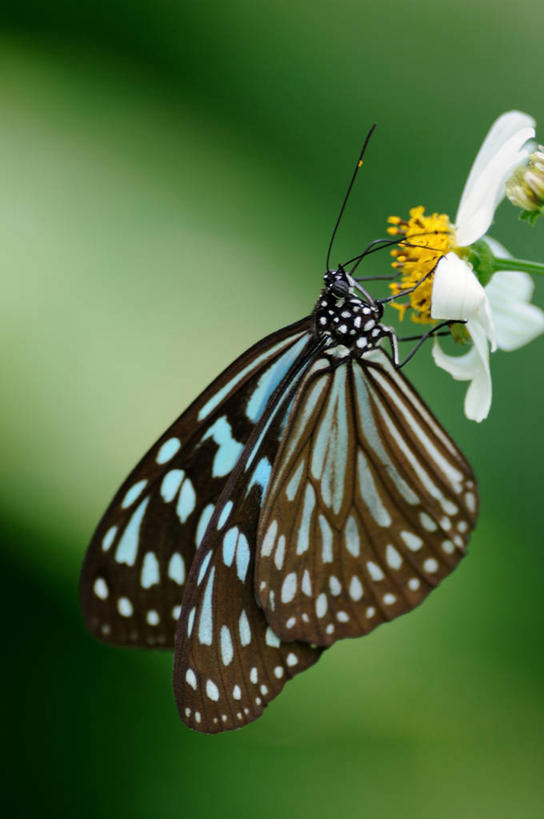 无人,竖图,室外,特写,白天,侧面,野生动物,日本,绿色背景,盛开,花蕾,花,花瓣,花朵,鲜花,一朵,白色,花苞,花蕊,摄影,花粉,授粉,奄美大岛,彩图