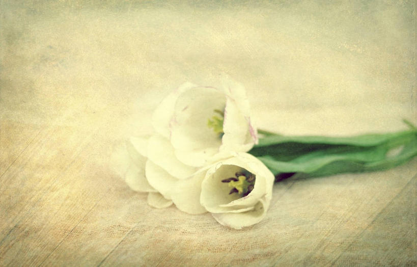 无人,横图,特写,桌子,叶子,保加利亚,纹路,木制,纹理,花,摄影,脆弱,清新,肌理,瓦尔纳,彩图