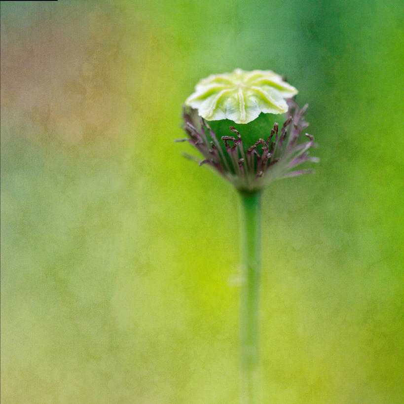 无人,方图,室外,特写,白天,英国,纹路,纹理,茎,一个,绿色,摄影,单个,脆弱,清新,肌理,彩图