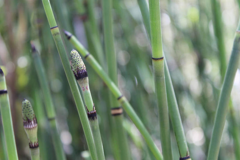 无人,横图,室外,特写,白天,美国,草药,绿色,摄影,生长,犹他,彩图