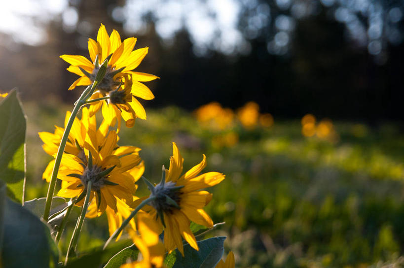 无人,横图,室外,白天,美国,茎,花,黄色,自然,摄影,生长,脆弱,雄蕊,清新,怀俄明,大提顿国家公园,杰克逊霍尔,彩图