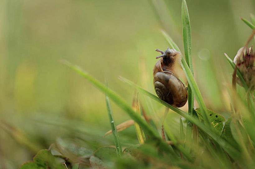 无人,横图,室外,特写,白天,野生动物,英国,蜗牛,无脊椎动物,草,自然,爬,摄影,彩图
