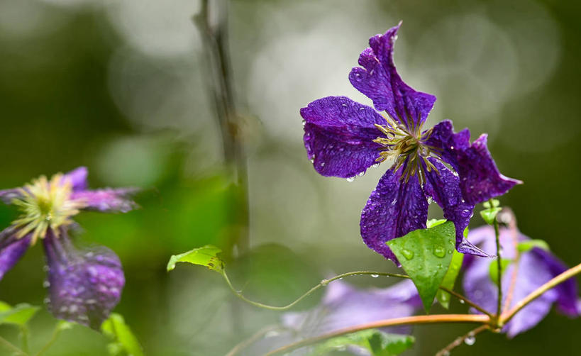 无人,横图,室外,特写,白天,叶子,美国,庭院,铁线莲,花,花瓣,紫色,自然,夏天,藤蔓,雨滴,摄影,生长,脆弱,清新,藤蔓植物,彩图