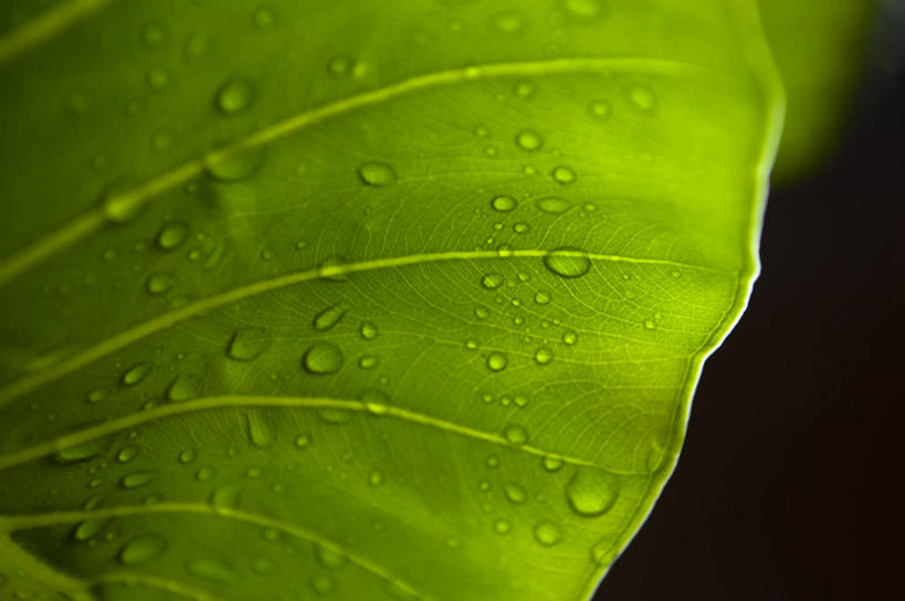 无人,横图,室外,特写,水,叶子,委内瑞拉,湿,黑色背景,水滴,首都,绿色,自然,南美,摄影,生长,南美洲,拉丁美洲,清新,美洲,纯净,亚美利加洲,南亚美利加洲,加拉加斯,委内瑞拉玻利瓦尔共和国,叶脉,彩图