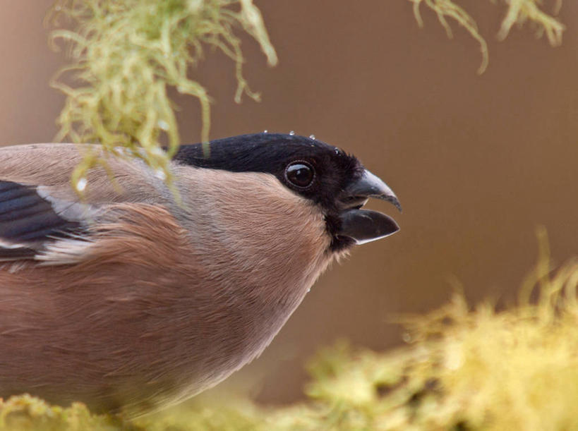 无人,横图,室外,特写,白天,野生动物,挪威,欧洲,鸟类,自然,摄影,栖息,斯堪的纳维亚,北欧,斯堪的那维亚,斯堪的那维亚半岛,斯堪的纳维亚半岛,挪威王国,默勒.鲁姆斯达尔,默勒.鲁姆斯达尔郡,彩图