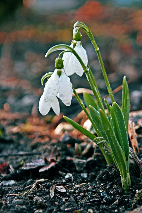 无人,竖图,室外,白天,水,叶子,水滴,花瓣,白色,自然,摄影,生长,脆弱,清新,雪花莲,塞尔维亚,彩图,皮罗特