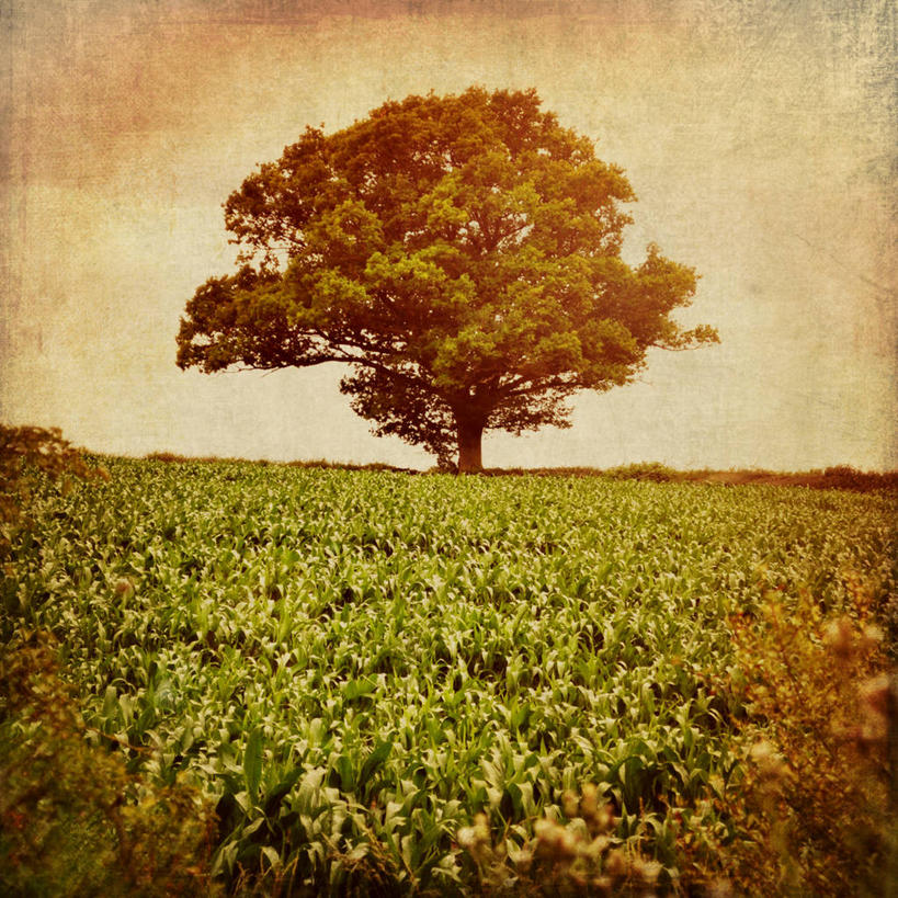 无人,方图,室外,白天,旅游,度假,农业,农作物,美景,英国,纹路,纹理,景观,田地,娱乐,绿色,风景,天空,自然,享受,休闲,景色,放松,摄影,生长,自然风光,肌理,莱切斯特,彩图,独处