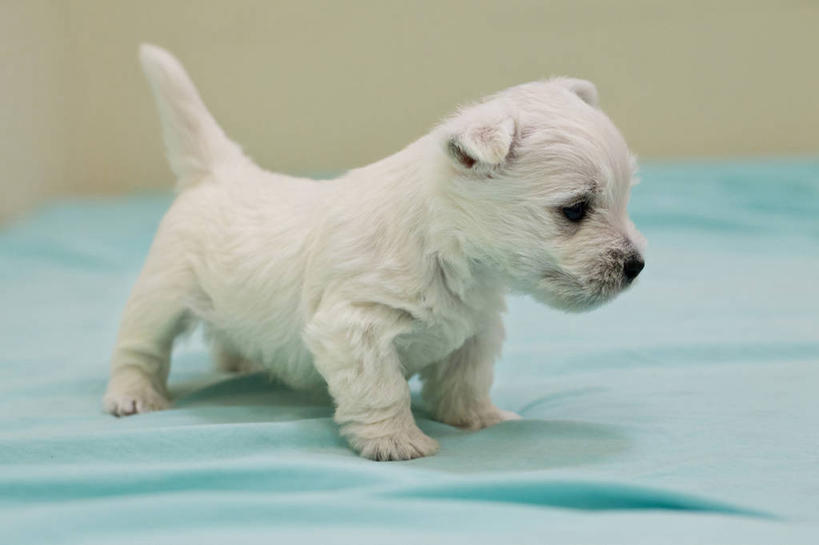 无人,躺,横图,室内,特写,纯洁,宠物,狗,纺织品,加拿大,梗犬,小狗,蓝色,白色,动物,家畜,可爱,童年,童趣,摄影,西高地白梗,童真,烂漫,无邪,忠诚,天真,犬,彩图,西部高地白梗