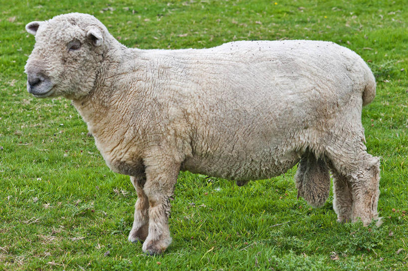 睾丸,无人,站,横图,室外,白天,侧面,英国,草,家畜,摄影,牲畜,食草动物,绵羊,彩图