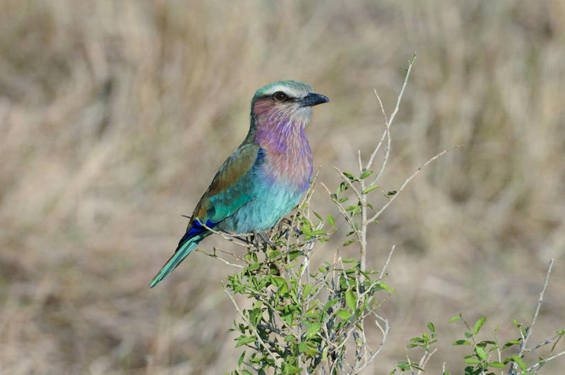 无人,横图,室外,白天,野生动物,叶子,肯尼亚,鸟类,枝,摄影,栖息,彩图,紫胸佛法僧鸟,马赛马拉国家保护区
