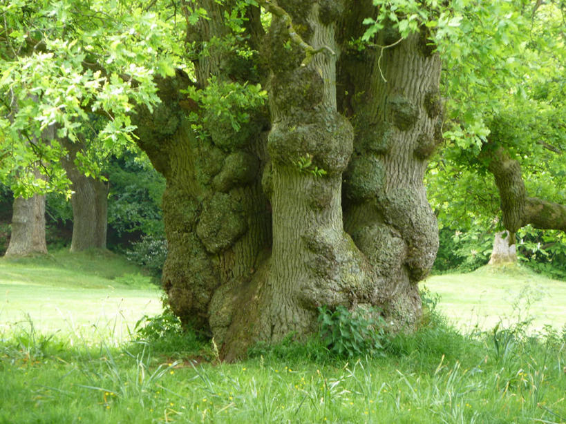 无人,公园,横图,室外,白天,德国,草,树,树干,绿色,自然,摄影,生长,宁静,清新,下萨克森,彩图