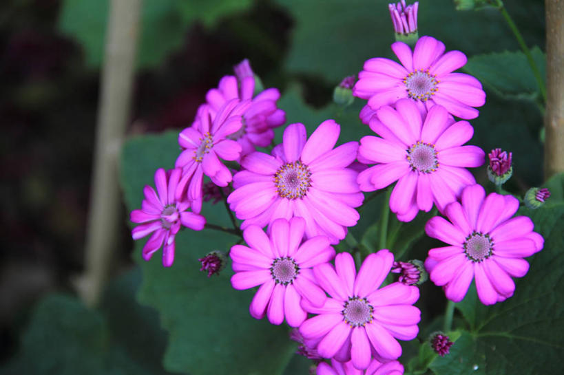 无人,横图,室外,特写,白天,美景,印度,景观,花,花瓣,紫色,自然,景色,摄影,生长,园林,脆弱,清新,自然风光,拉贾斯坦邦,乌代浦,彩图