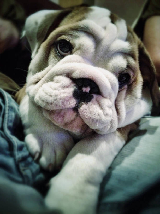 一个人,坐,竖图,室内,特写,白天,宠物,狗,西班牙,巴塞罗那,斗牛犬,小狗,动物,家畜,摄影,权威,运送,英格兰斗牛犬,休闲活动,彩图