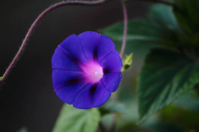 无人,横图,室外,特写,美景,叶子,印度,亚洲,盛开,景观,花蕾,花,花瓣,花朵,鲜花,一朵,蓝色,自然,花苞,花蕊,景色,摄影,生长,脆弱,清新,自然风光,南亚,印度共和国,彩图,乌塔兰契尔邦