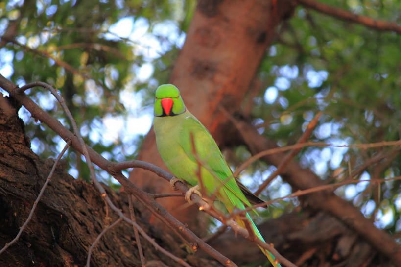 无人,横图,室外,白天,野生动物,鹦鹉,印度,枝,摄影,栖息,哈里亚纳邦,彩图