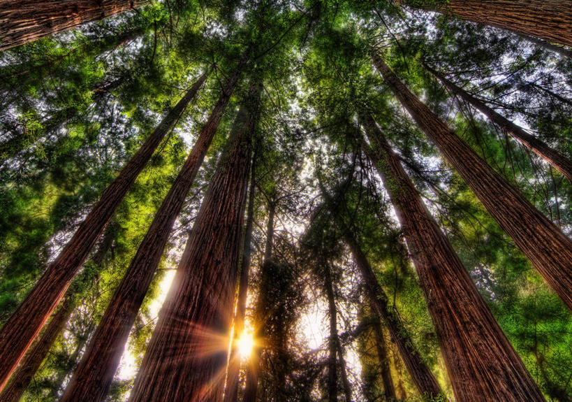 无人,横图,室外,白天,镜头眩光,树林,日光,美国,树,自然,摄影,宁静,加利福尼亚,马林县,彩图