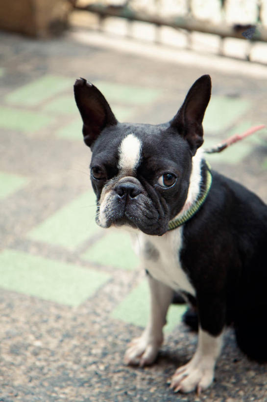 无人,坐,竖图,室外,白天,宠物,狗,菲律宾,首都,黑色,家畜,摄影,狗链,马尼拉,彩图