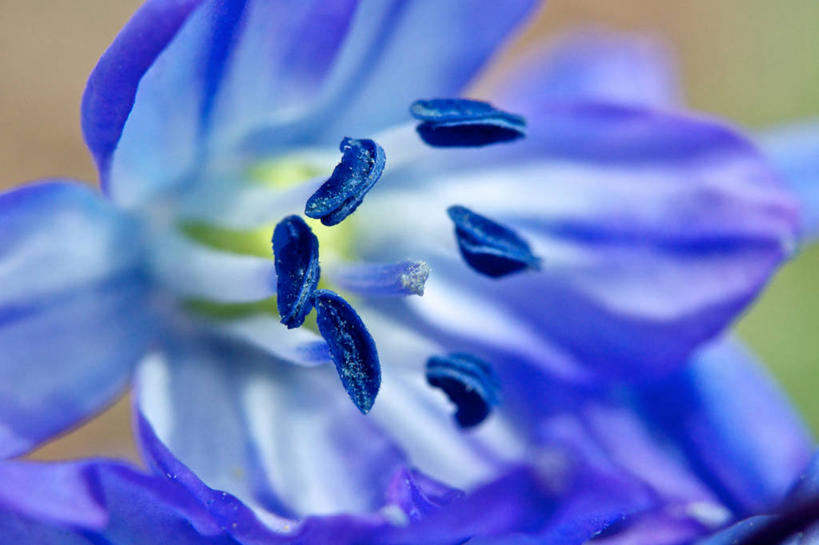 无人,横图,室外,特写,白天,美国,花,花瓣,蓝色,摄影,脆弱,清新,花粉,缅因州,野风信子,彩图