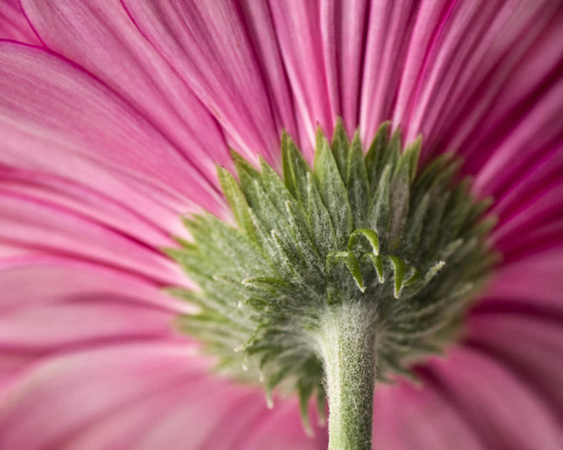 无人,横图,特写,美国,盛开,茎,非洲雏菊,花蕾,花,花瓣,花朵,鲜花,一朵,粉色,花苞,花蕊,摄影,脆弱,清新,新泽西,彩图