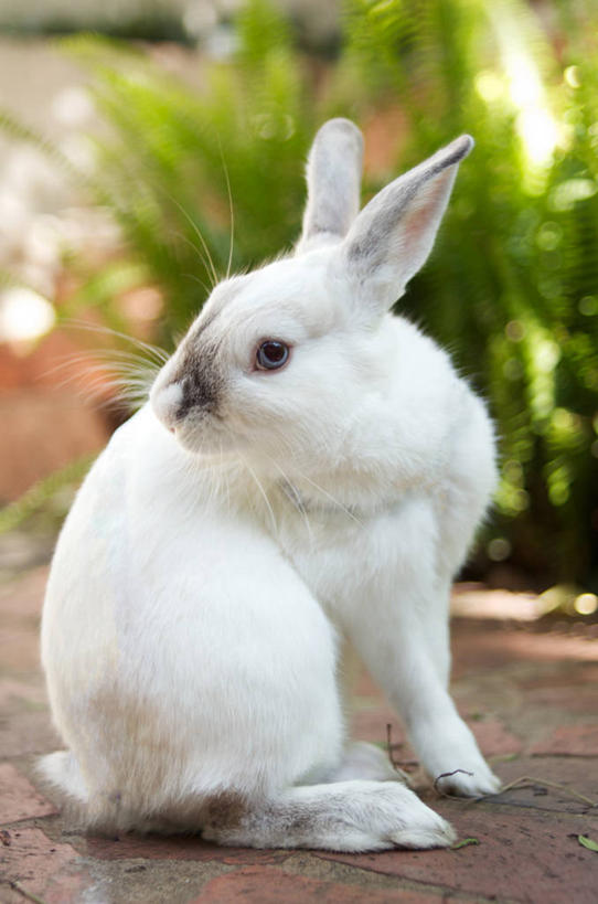 无人,坐,竖图,室外,特写,白天,哺乳动物,南非,兔子,灰色,自然,动物,家畜,摄影,园林,兔,家兔,豪登省,约翰内斯堡,彩图