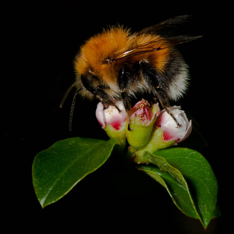 无人,方图,特写,侧面,野生动物,叶子,挪威,黑色背景,昆虫,首都,摄影,授粉,大黄蜂,奥斯陆,彩图,影棚拍摄
