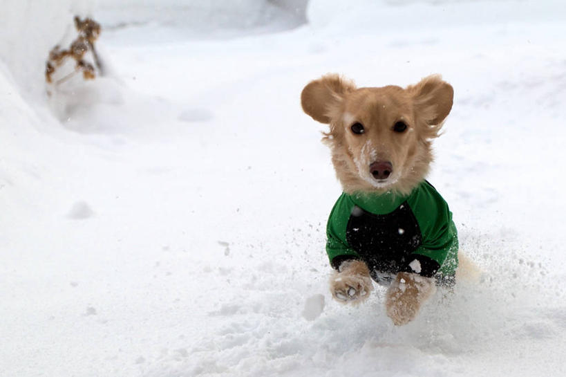 无人,跑,横图,室外,白天,正面,纯洁,雪,宠物,狗,日本,小的,冬天,自然,动物,家畜,寒冷,可爱,童年,童趣,摄影,保护,童真,烂漫,无邪,天真,彩图