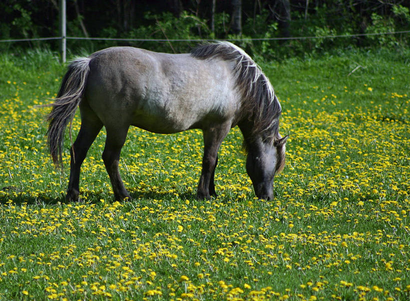 无人,横图,室外,白天,侧面,牧场,马,瑞典,草,花,黄色,绿色,家畜,摄影,彩图