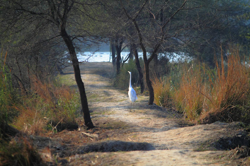 无人,横图,室外,白天,野生动物,印度,鹤,鸟类,小路,树,白色,自然,摄影,野生动物保护区,彩图