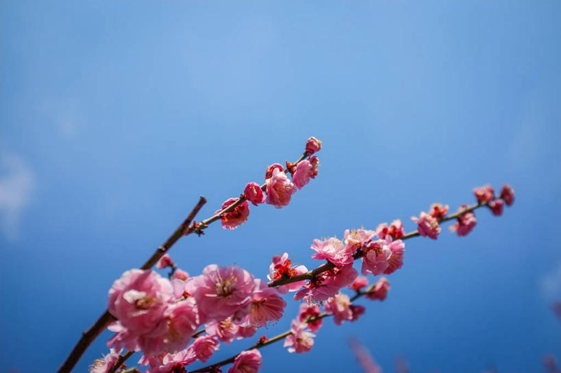 无人,横图,室外,特写,白天,留白,仰视,爱知县,名古屋,日本,日本文化,梅花,枝,花,粉色,蓝色,天空,自然,摄影,脆弱,清新,彩图,低角度拍摄