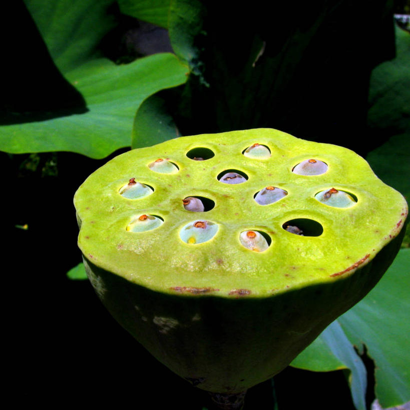 无人,植物园,方图,室外,特写,白天,美景,瑞士,景观,种子,自然,景色,摄影,生长,园林,脆弱,清新,自然风光,洛桑,开端,彩图