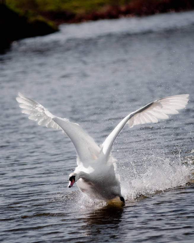 无人,竖图,室外,白天,运动模糊,湖,水,野生动物,天鹅,荷兰,起飞,鸟类,摄影,拍打,彩图