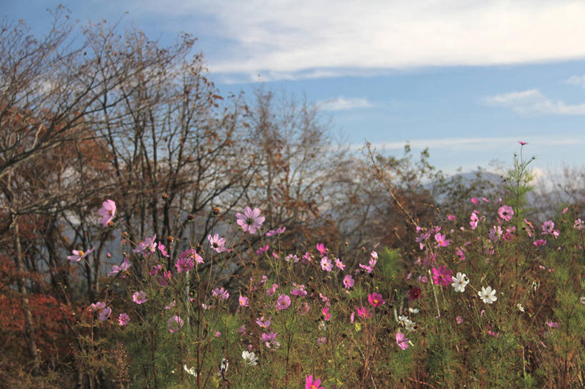 无人,横图,室外,白天,日本,盛开,云,花蕾,花,花瓣,花朵,鲜花,树,粉色,天空,自然,花苞,花蕊,摄影,大波斯菊,宁静,清新,彩图