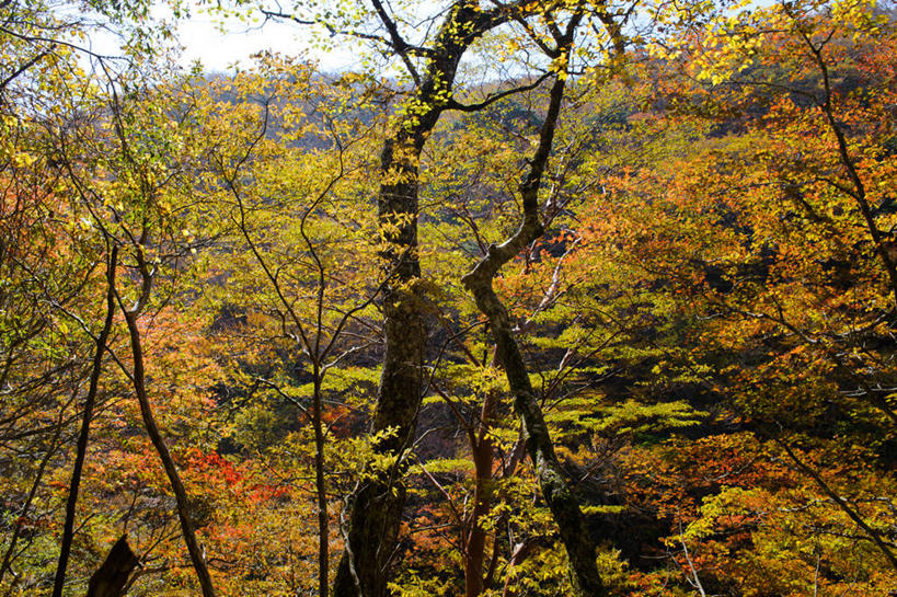 无人,横图,俯视,室外,白天,美景,森林,山,叶子,奈良县,日本,亚洲,景观,枝,树,树干,自然,景色,摄影,宁静,自然风光,改变,东亚,本州,本州岛,日本国,近畿地方,奈良,近畿,秋天,彩图,高角度拍摄