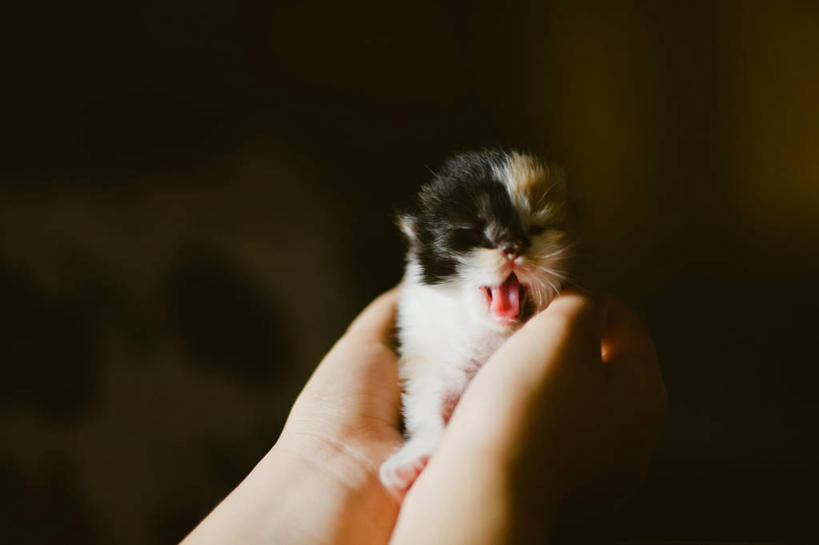 手,一个人,横图,纯洁,懒惰,宠物,猫,马来西亚,黑色背景,小猫,拿着,动物,打哈欠,家畜,可爱,童年,童趣,摄影,部分,关爱,童真,烂漫,无邪,雪兰莪州,天真,彩图,影棚拍摄