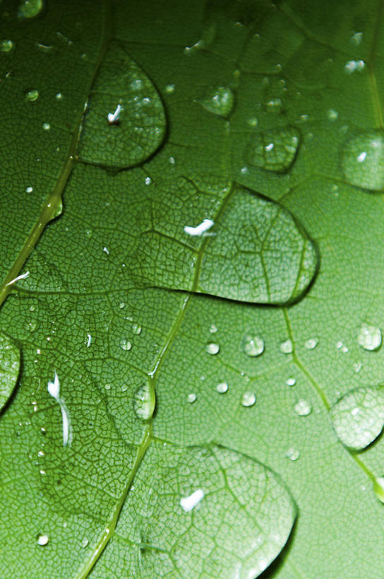 无人,竖图,室外,特写,水,英国,水滴,苏格兰,自然,摄影,生长,脆弱,清新,叶绿素,肌理,叶脉,彩图,全画面,全框架,全帧,全画幅