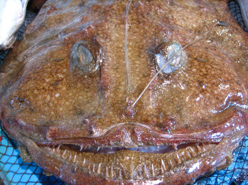 无人,横图,室外,特写,渔业,西班牙,生食,饮食,一个,摄影,渔网,单个,安康鱼,海产,彩图