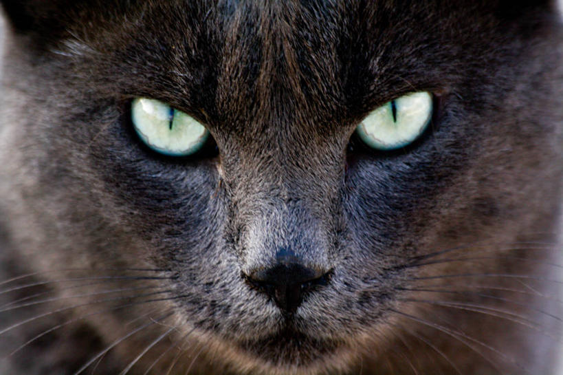 无人,横图,特写,猫,意大利,家畜,摄影,肖像,机敏,彩图,好奇心